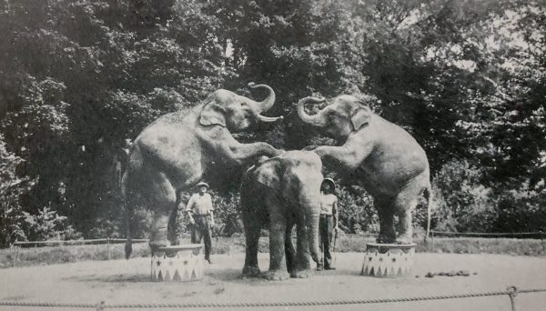 Elephants-training-600x342